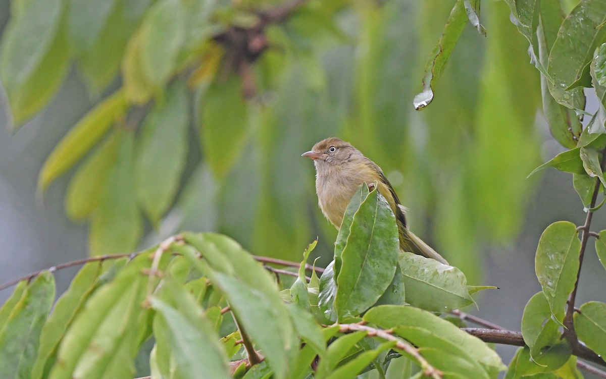 Verdillo Paticlaro (grupo flavipes) - ML484576781