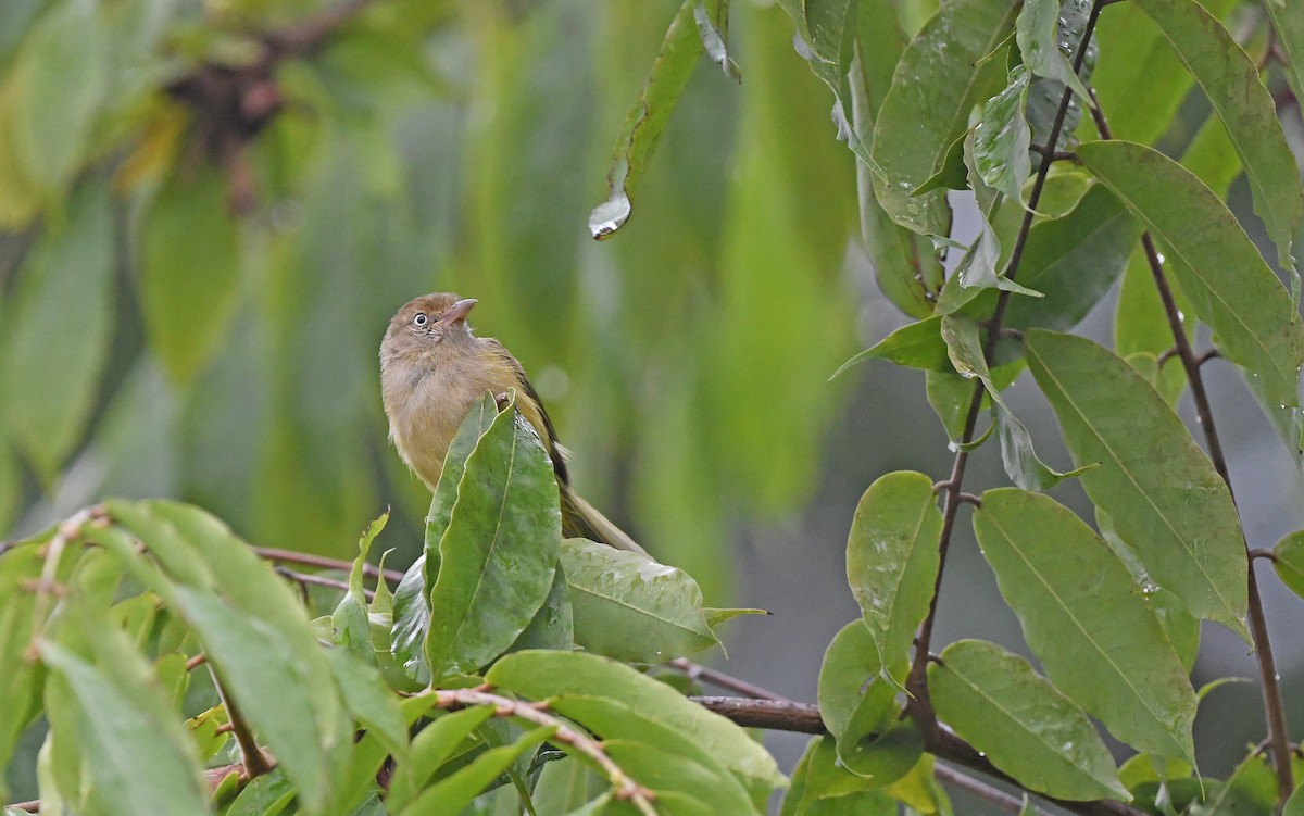 Verdillo Paticlaro (grupo flavipes) - ML484576801