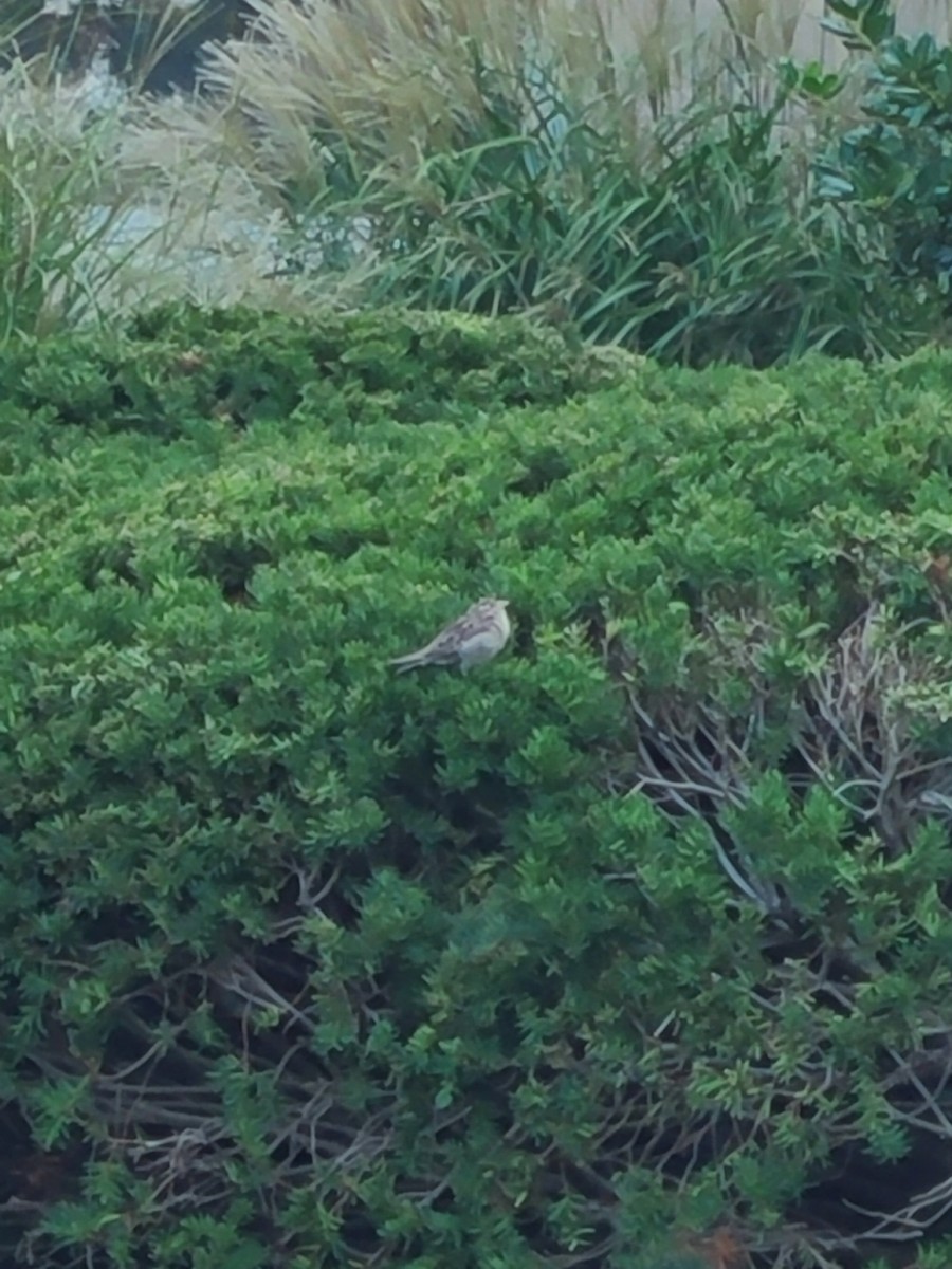 Moineau domestique - ML484577631