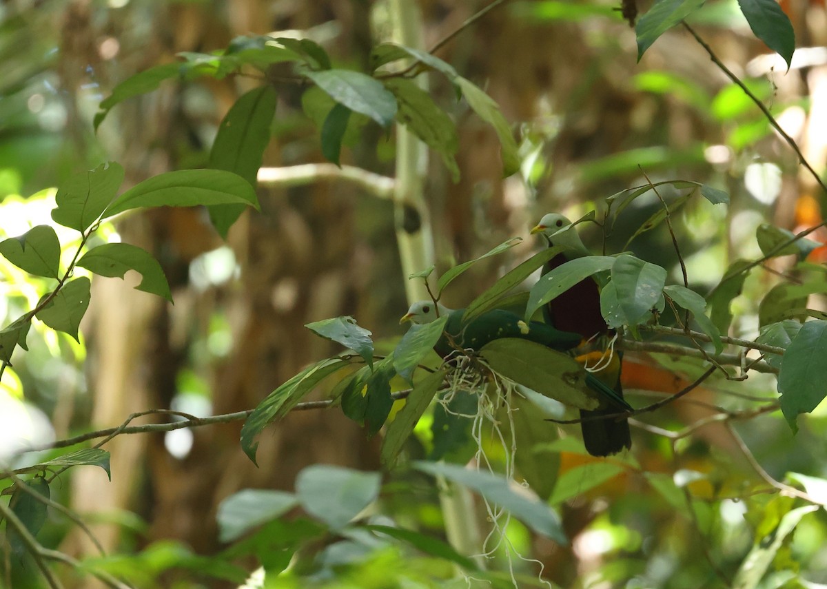 Wompoo Fruit-Dove - ML484577651