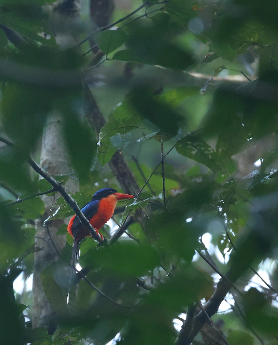 Red-breasted Paradise-Kingfisher - ML484577791