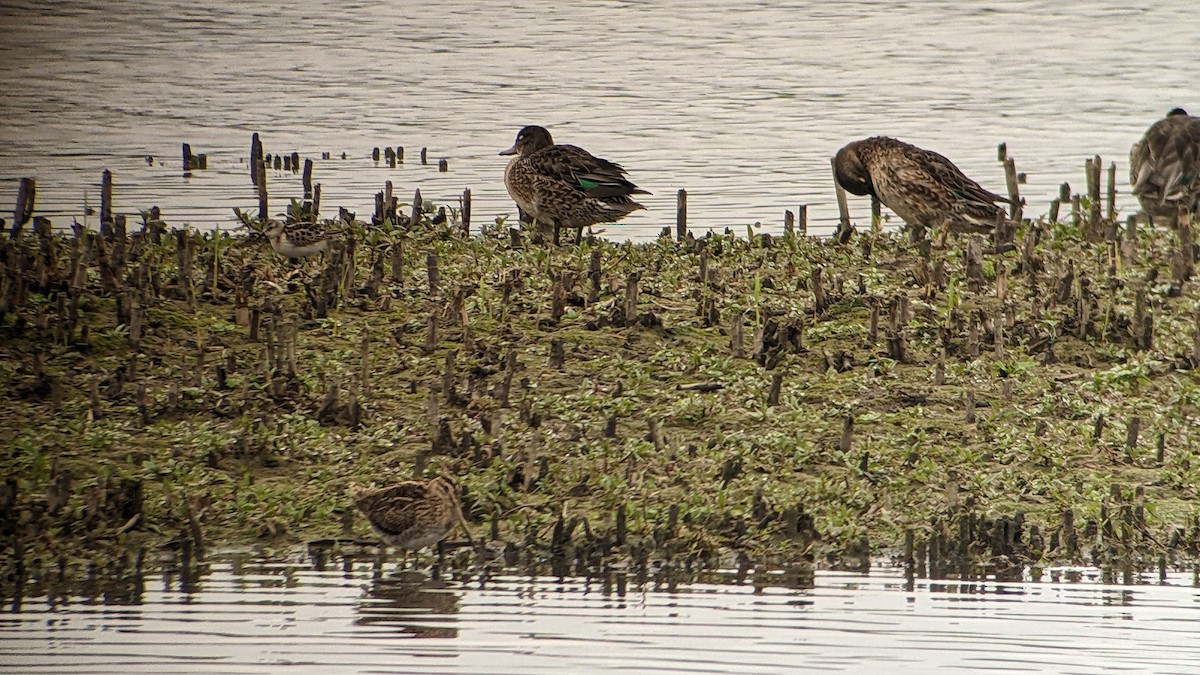 Little Stint - Wulf Behrend