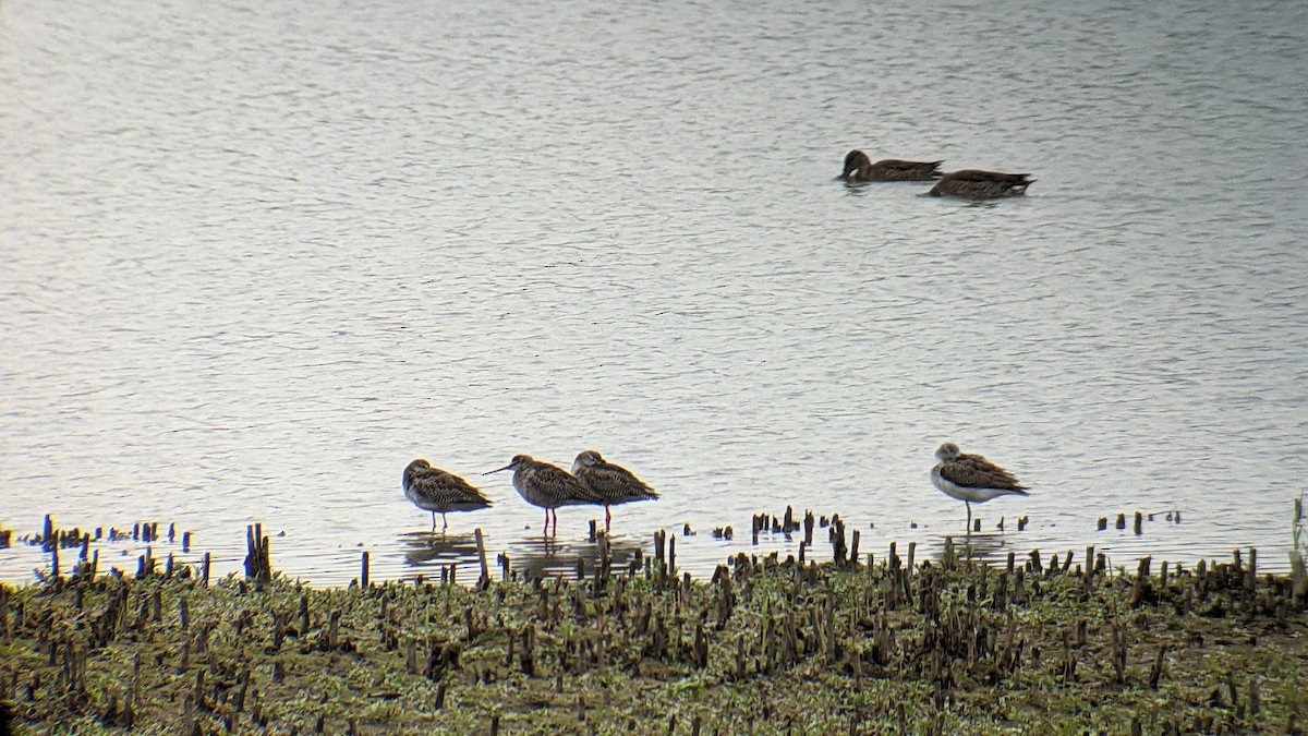 Spotted Redshank - ML484578191