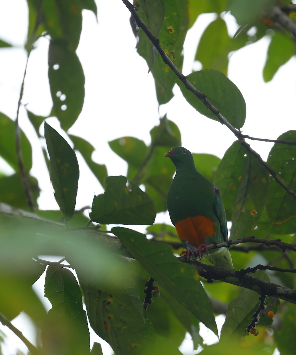 Orange-bellied Fruit-Dove - Subhojit Chakladar