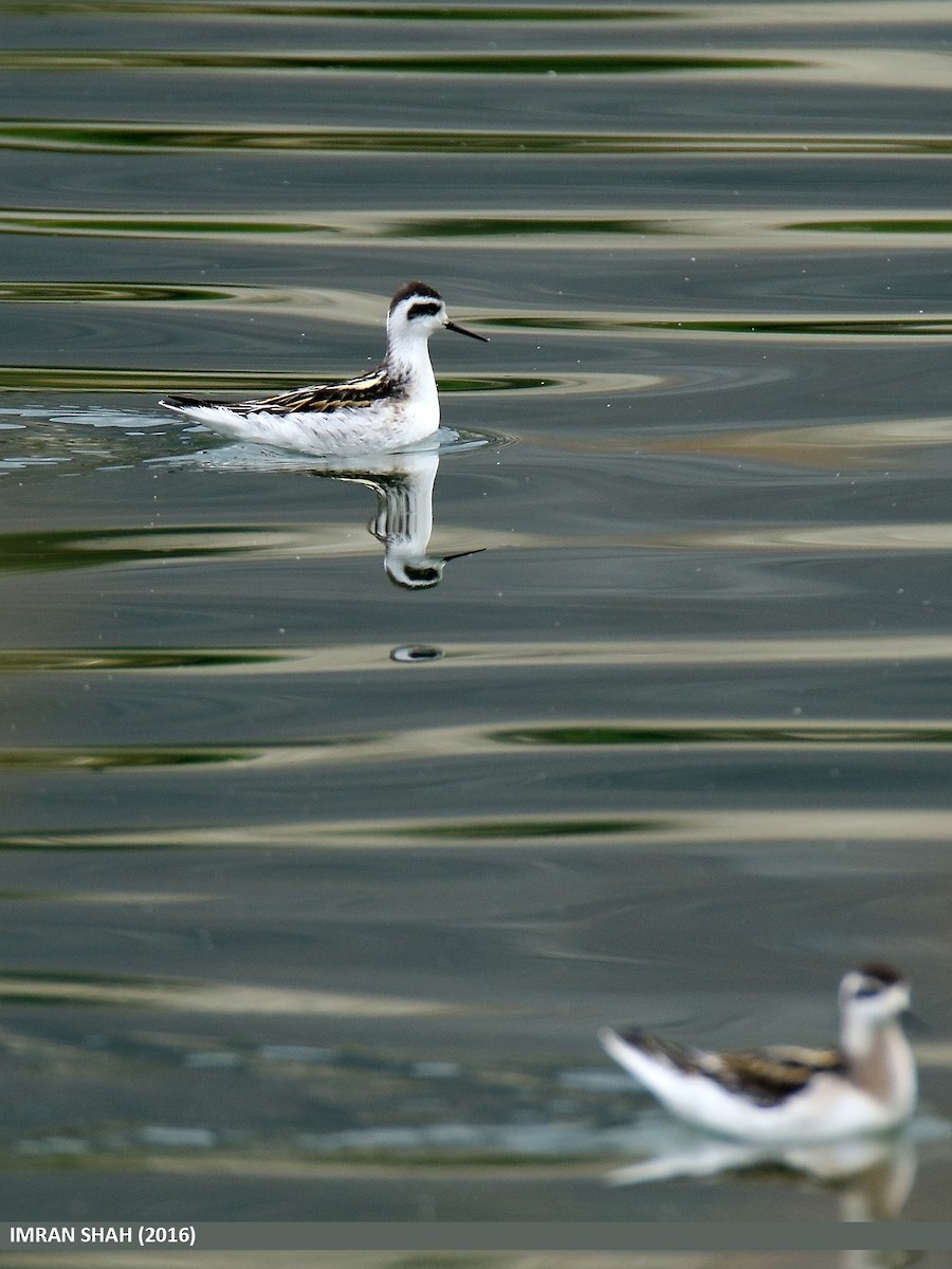 Red-necked Phalarope - ML48457861