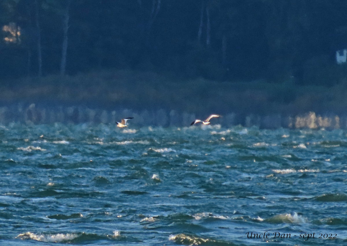 Sabine's Gull - ML484579941