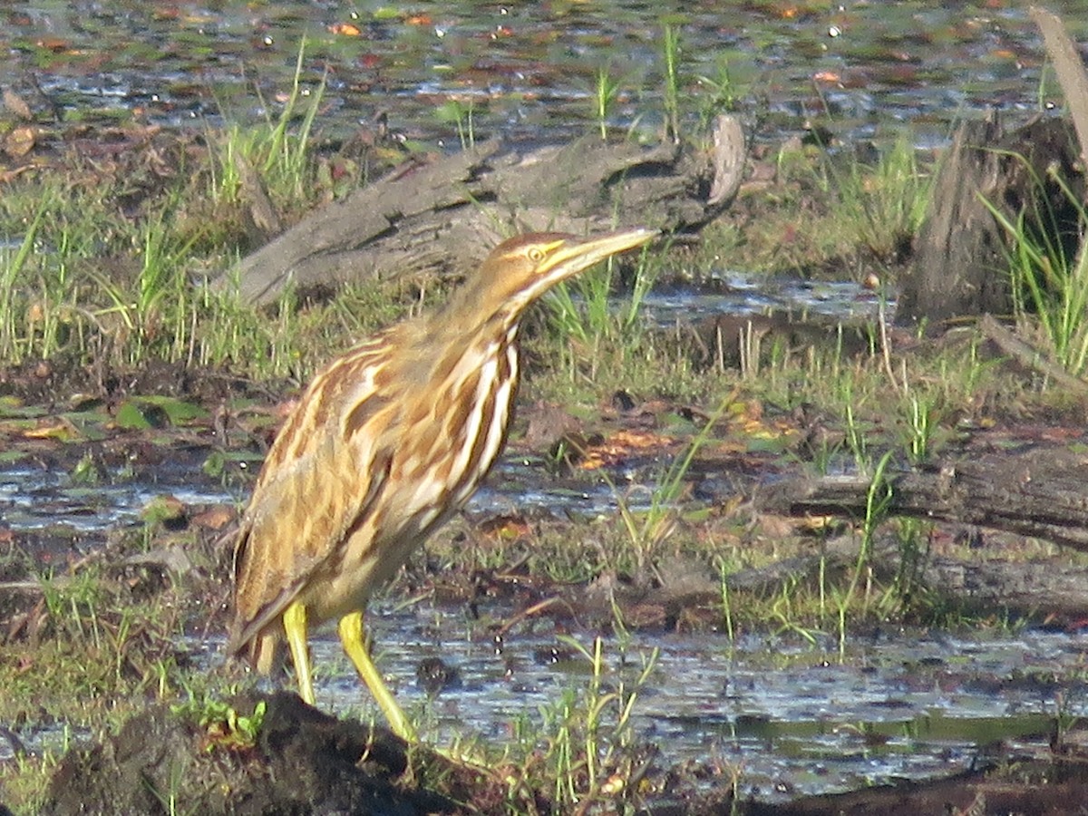 American Bittern - Jonathan  Pierce