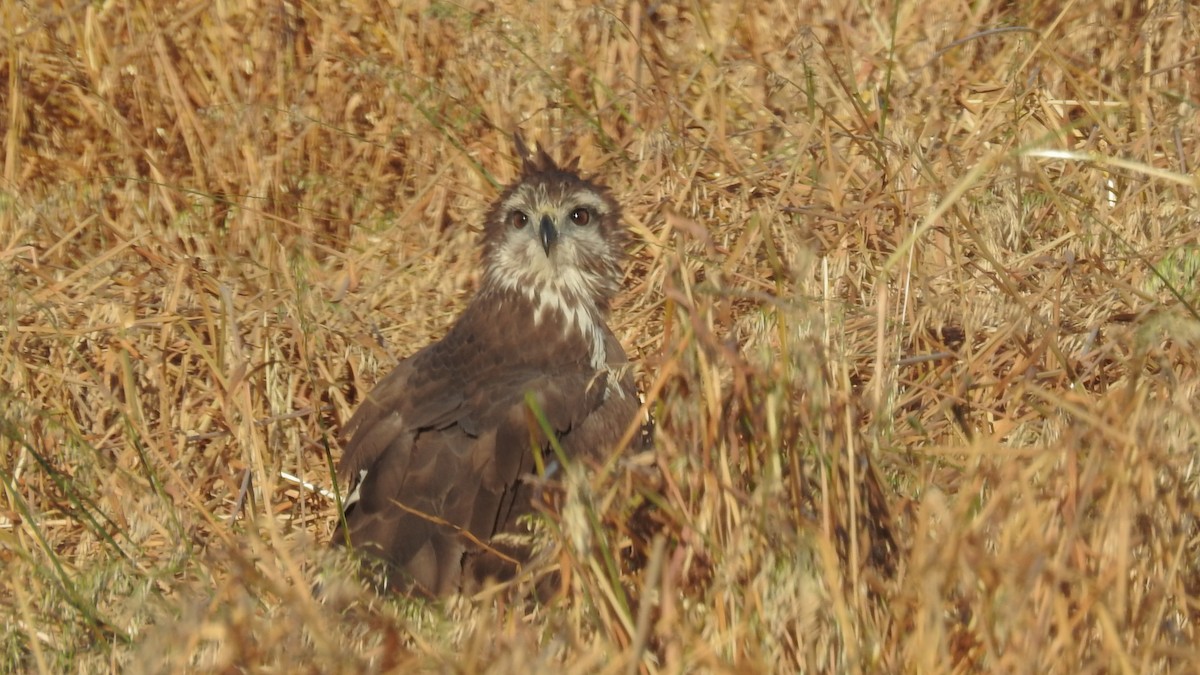 Tepeli Kartal Şahini - ML484581061