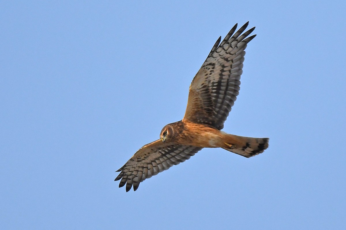 Northern Harrier - Aubrey  Robson