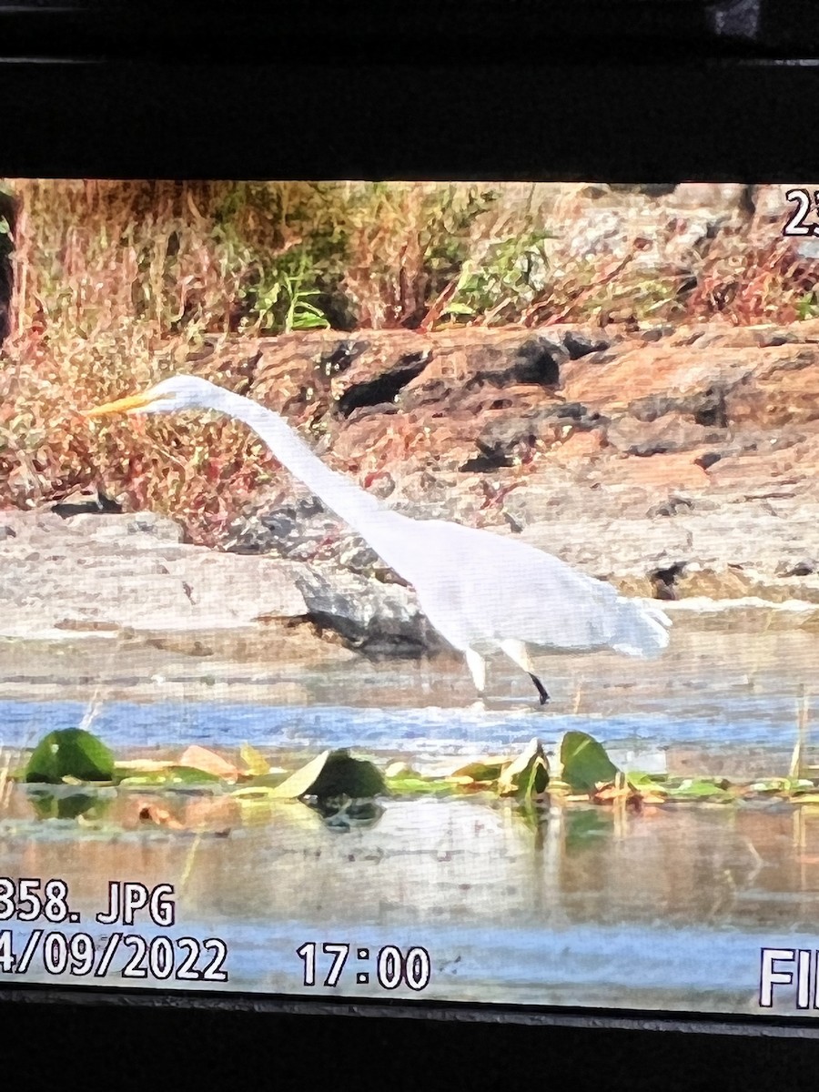 Great Egret - ML484583961
