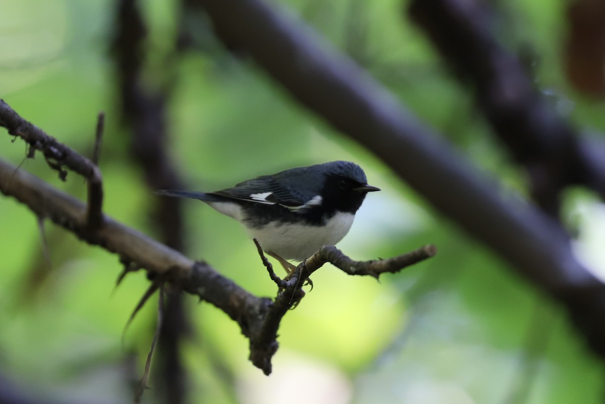 Black-throated Blue Warbler - ML484585181