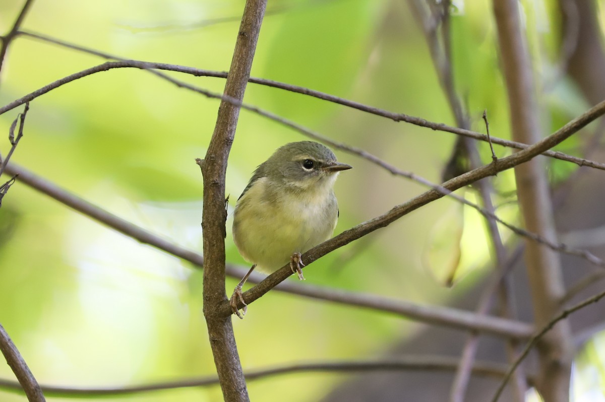 Black-throated Blue Warbler - ML484585191