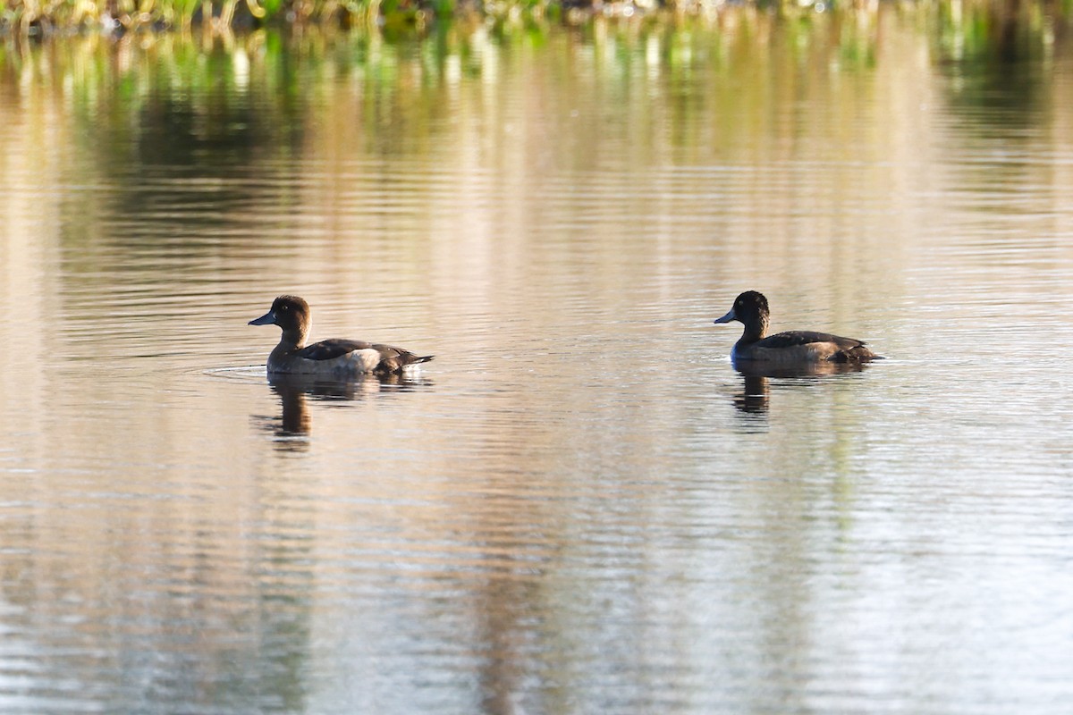 eBird Checklist - 16 Sep 2022 - Thursley Common - 22 species