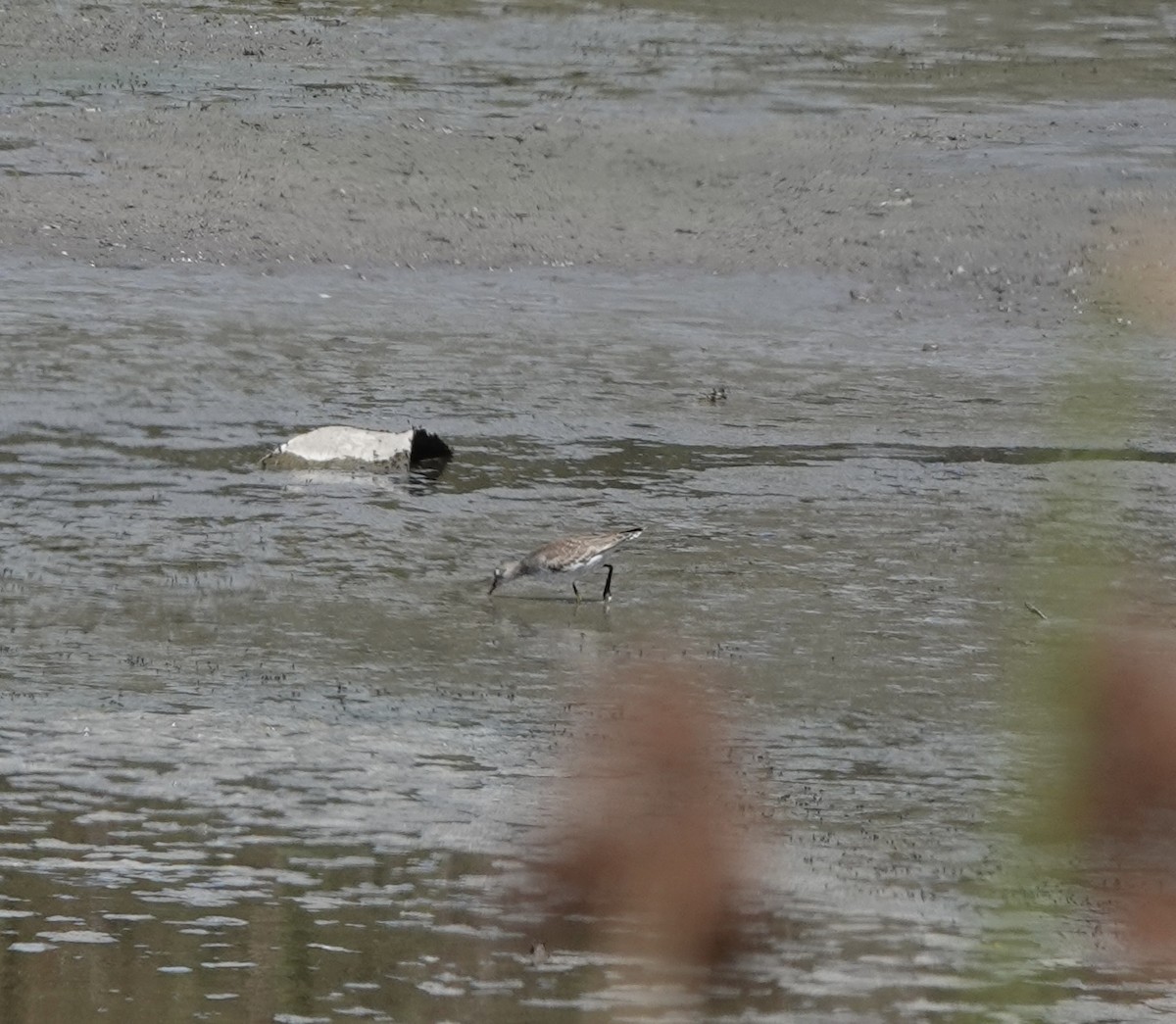 Solitary Sandpiper - ML484586131