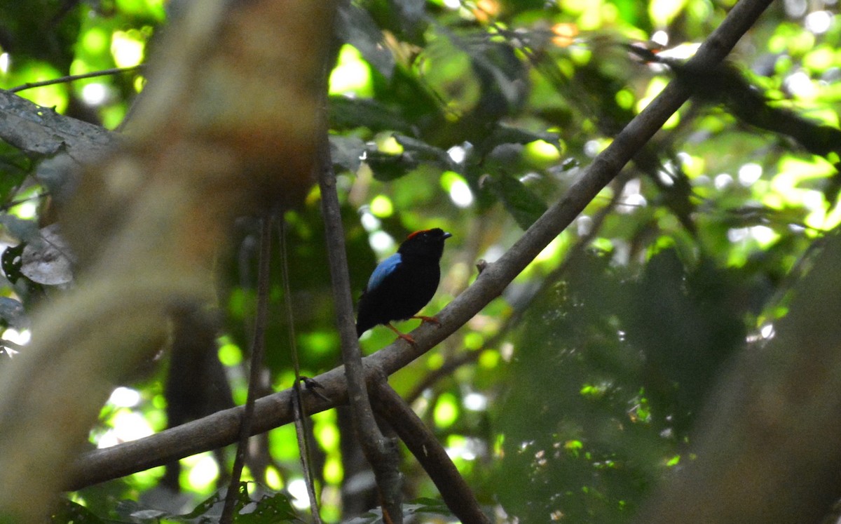 Blue-backed Manakin - ML484586401