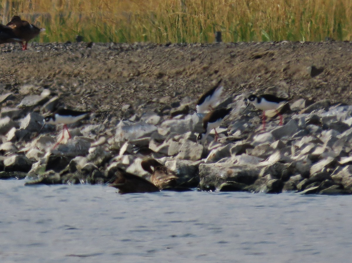 Black-necked Stilt - ML484587171