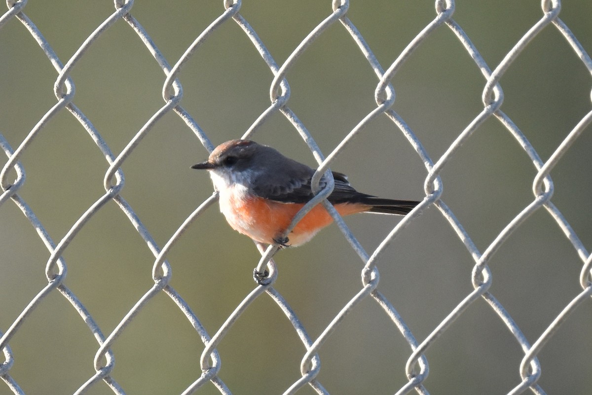 Vermilion Flycatcher - Naresh Satyan