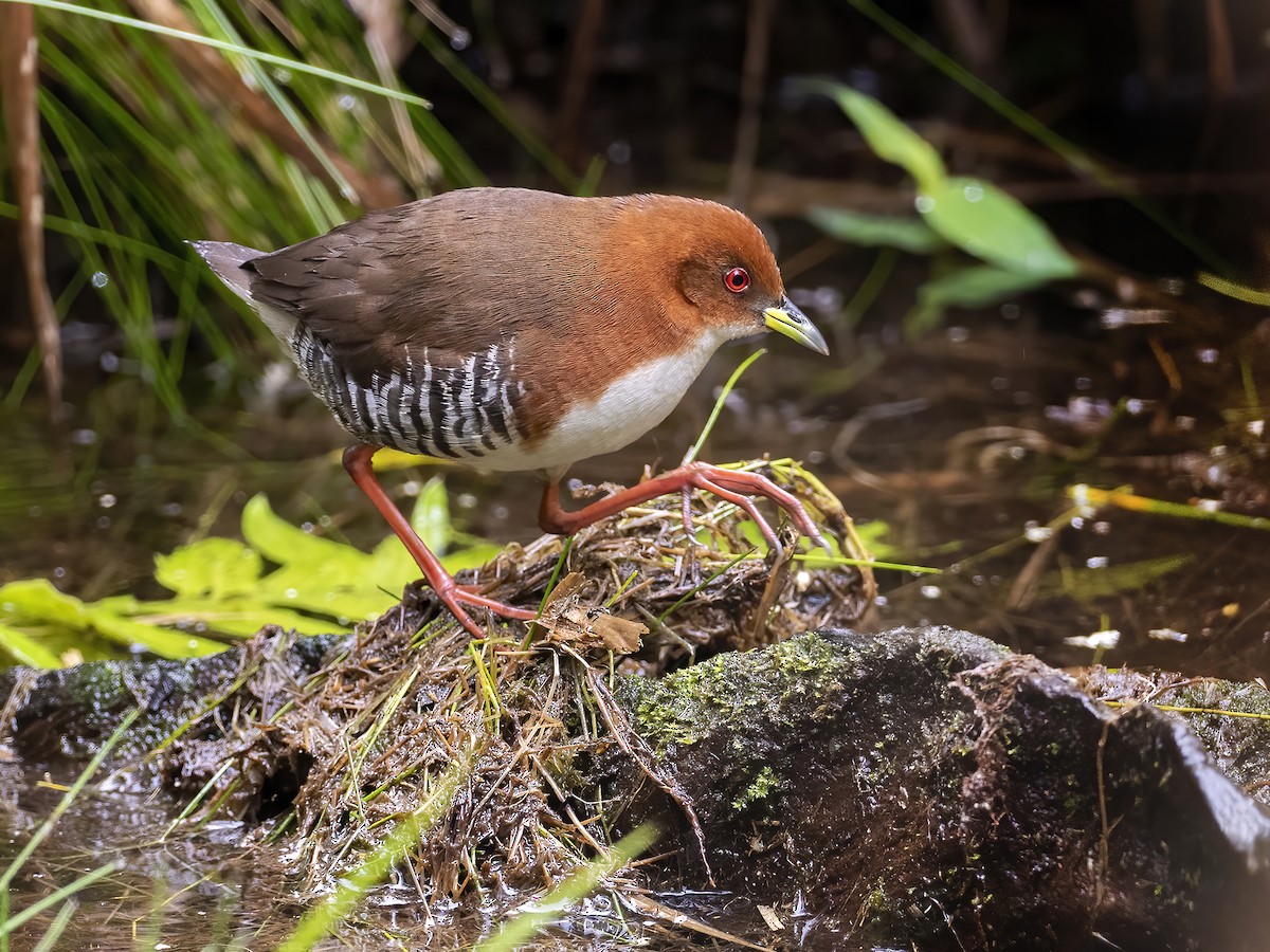 Red-and-white Crake - Andres Vasquez Noboa