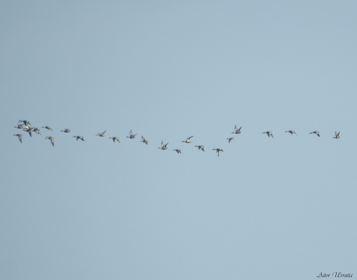 Northern Shoveler - ML484593181