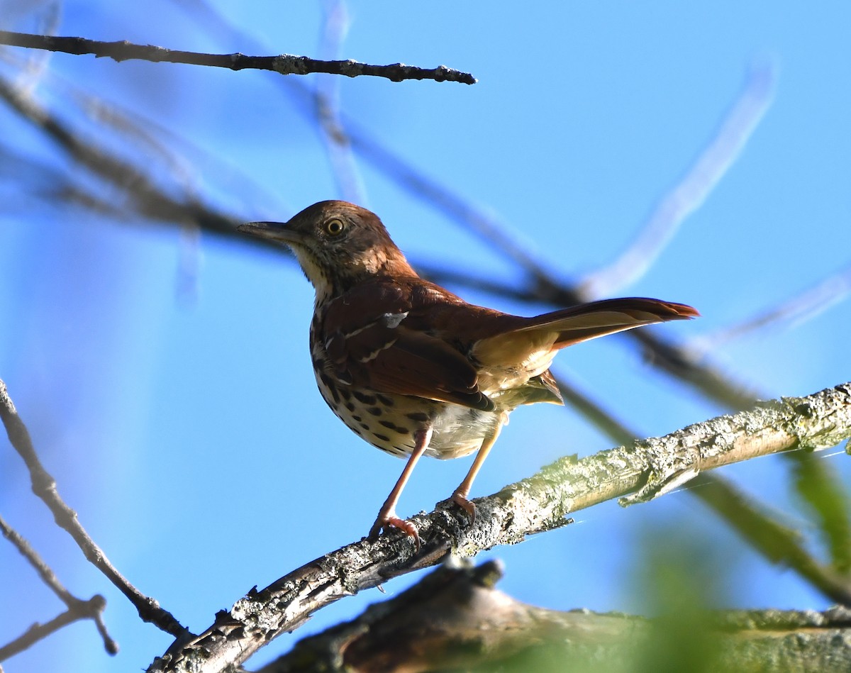 Brown Thrasher - Stéphane Barrette