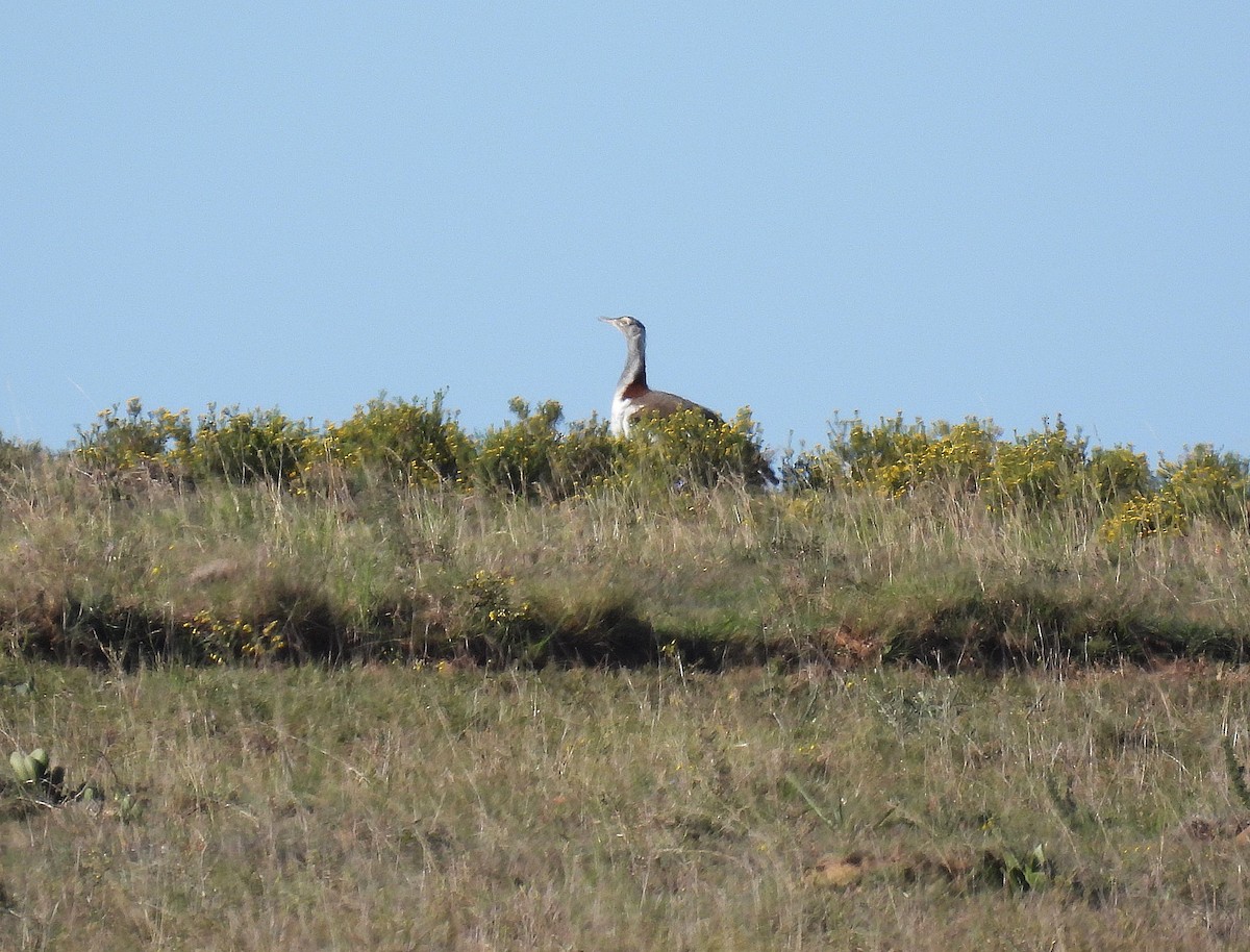 Denham's Bustard - ML484596671