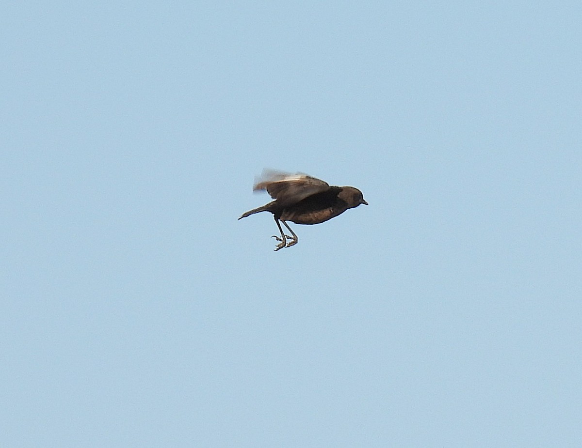 Southern Anteater-Chat - ML484597031