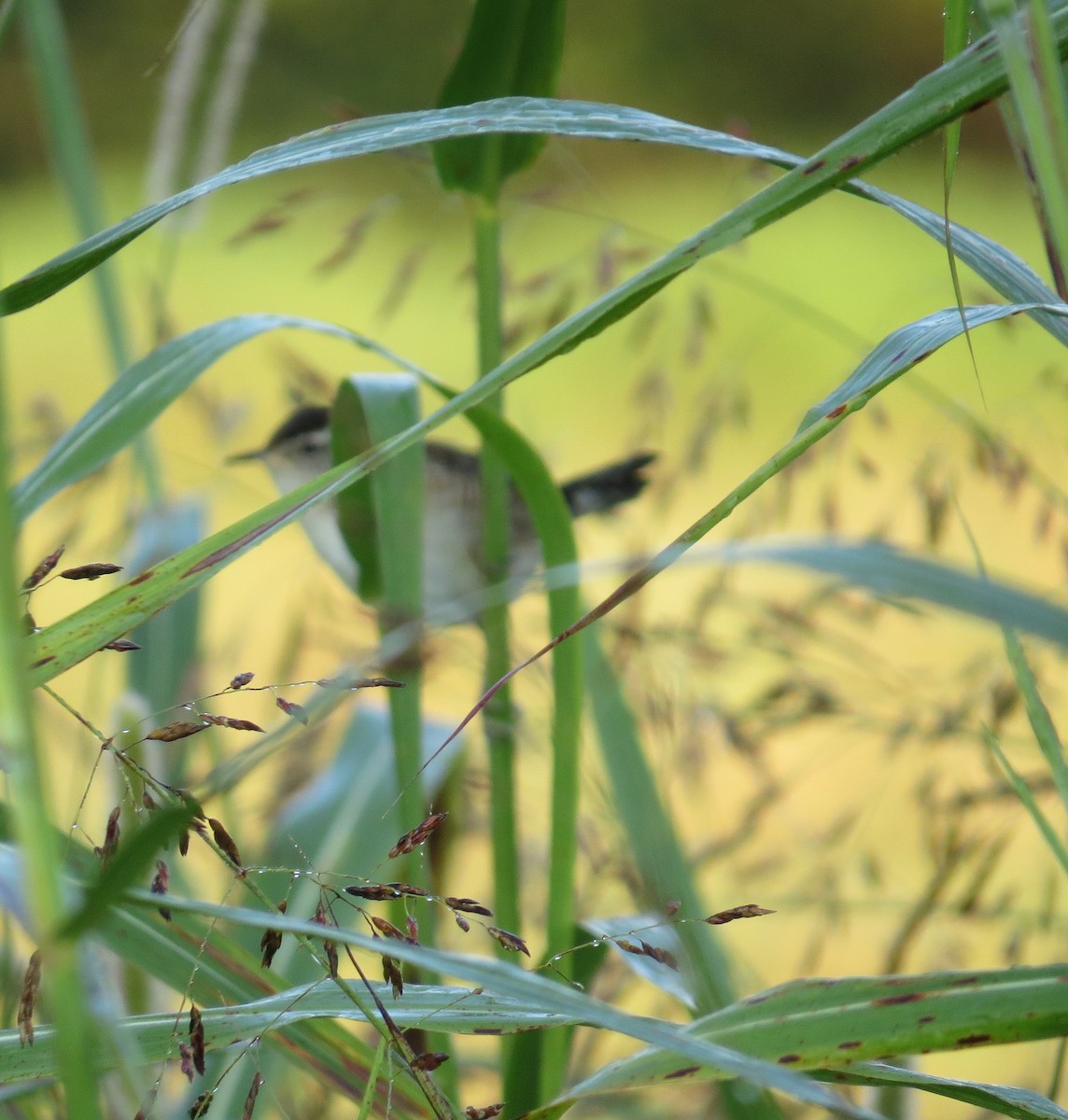 Marsh Wren - ML484599901