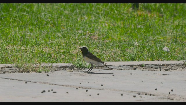 Pied Wheatear - ML484599931