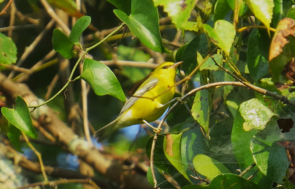 Blue-winged Warbler - ML484600101