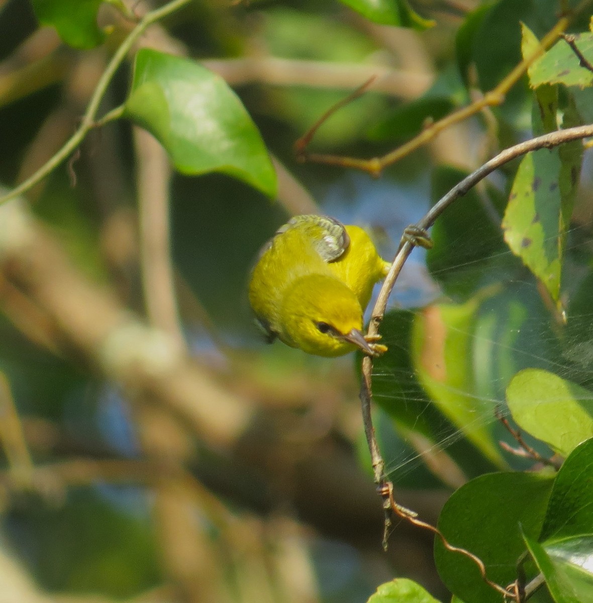 Blue-winged Warbler - ML484600111