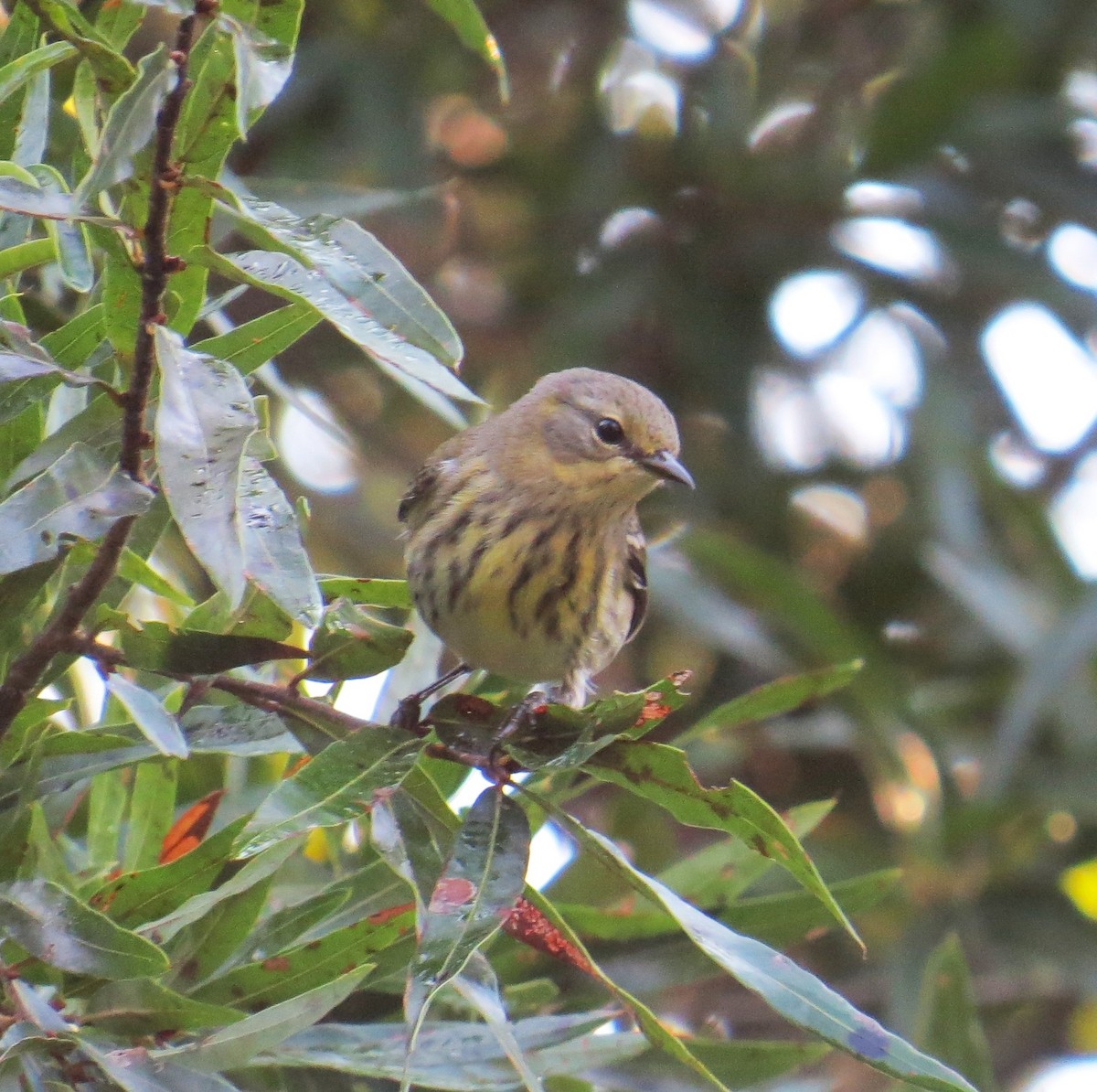 Cape May Warbler - ML484600221