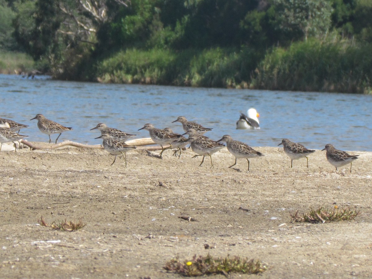 Sharp-tailed Sandpiper - ML48460151