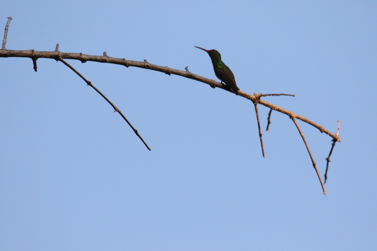 Rufous-tailed Hummingbird - Diane Eubanks