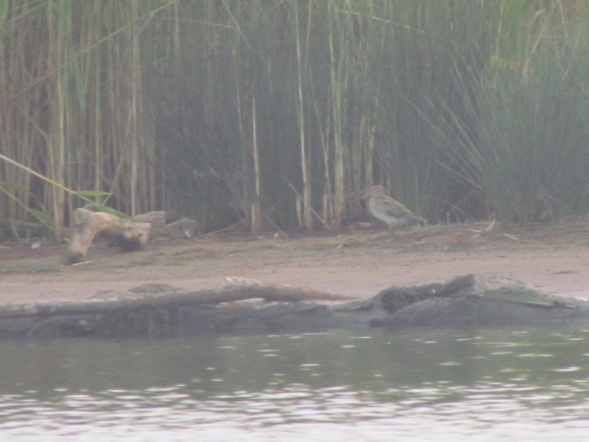 Latham's Snipe - ML48460221