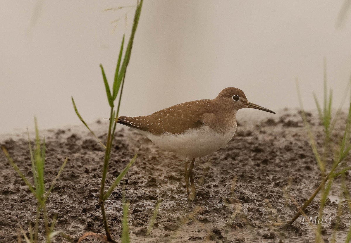 eremittsnipe - ML484602691