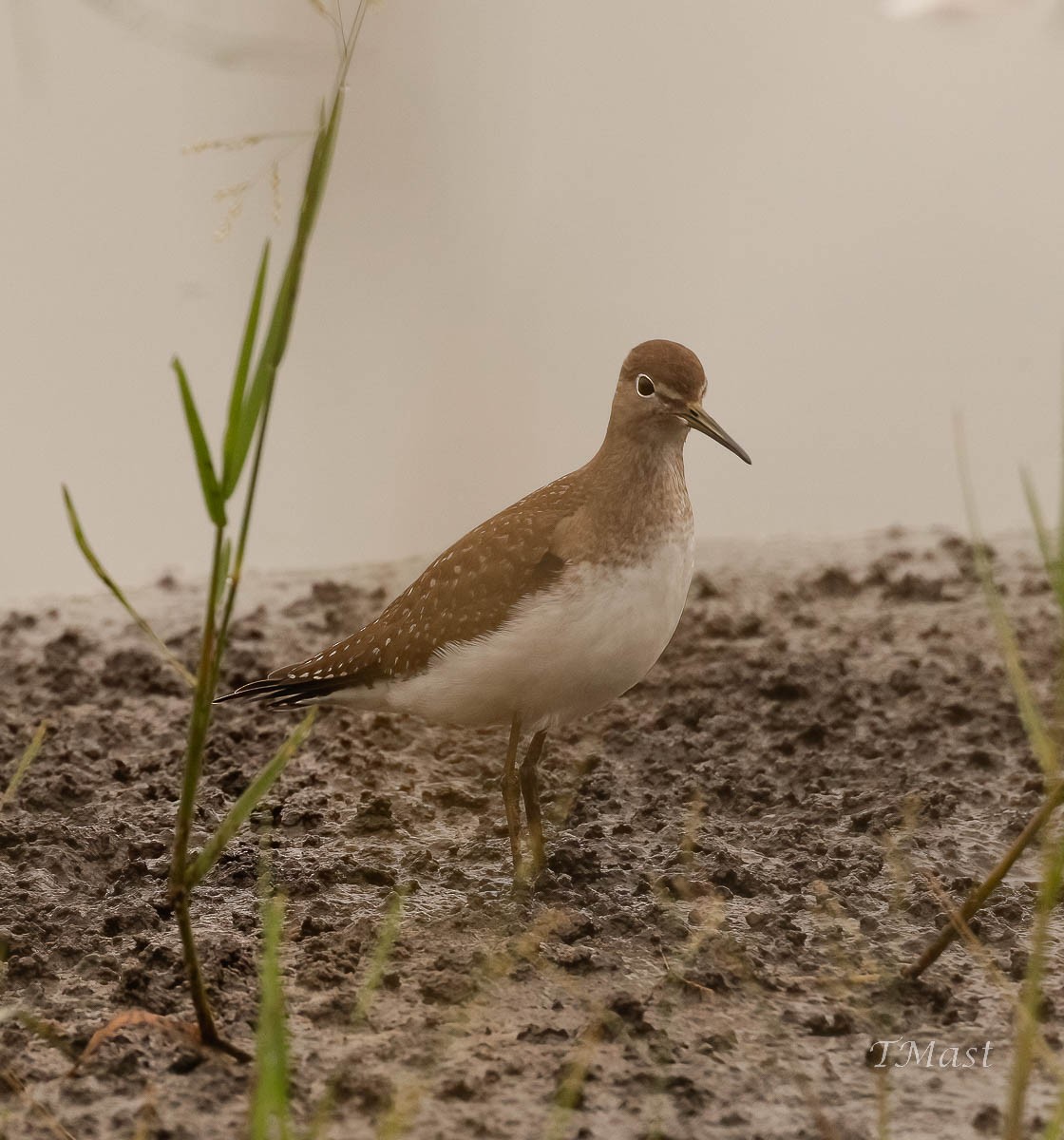 eremittsnipe - ML484602701