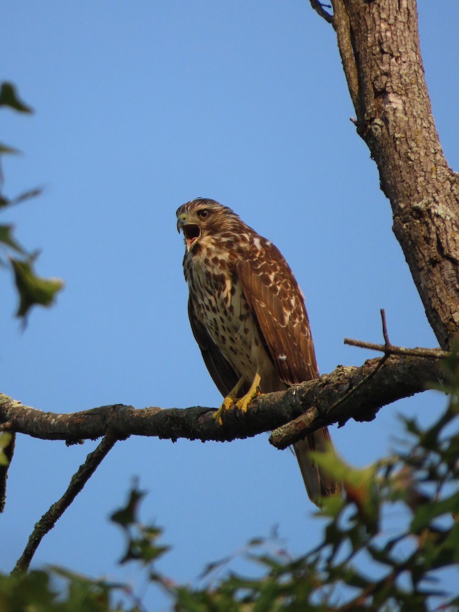 Red-shouldered Hawk - stephen johnson  🦜