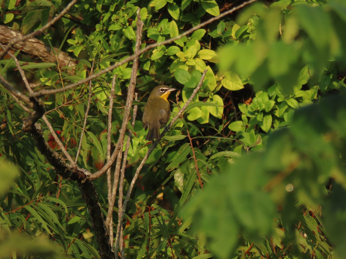 Yellow-breasted Chat - stephen johnson  🦜