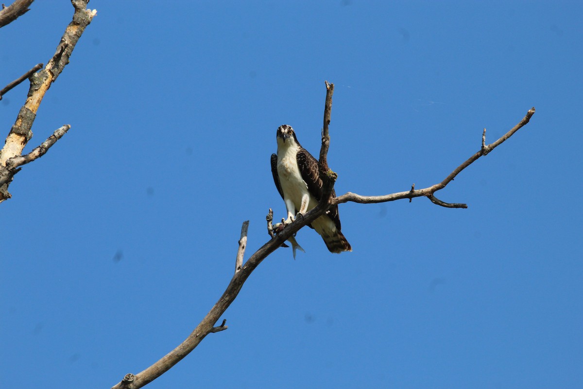 Balbuzard pêcheur - ML484603491