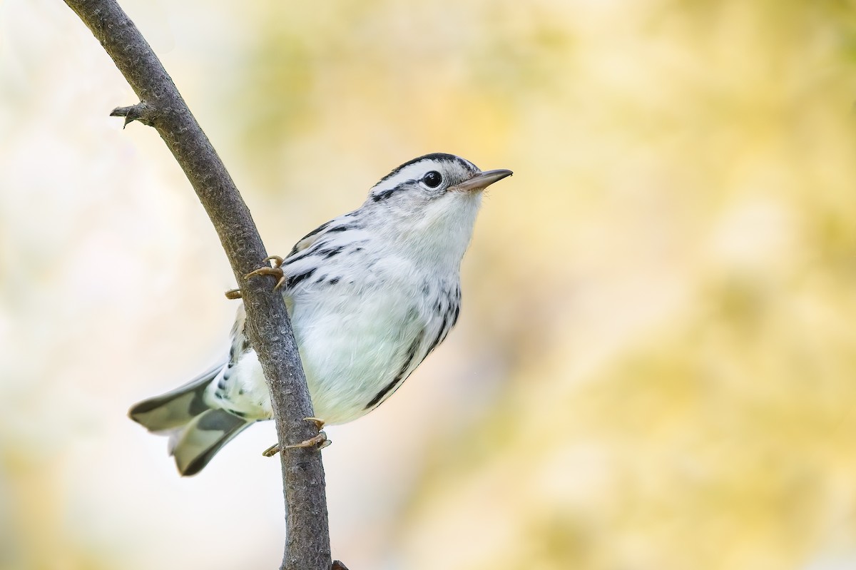 Black-and-white Warbler - ML484603641
