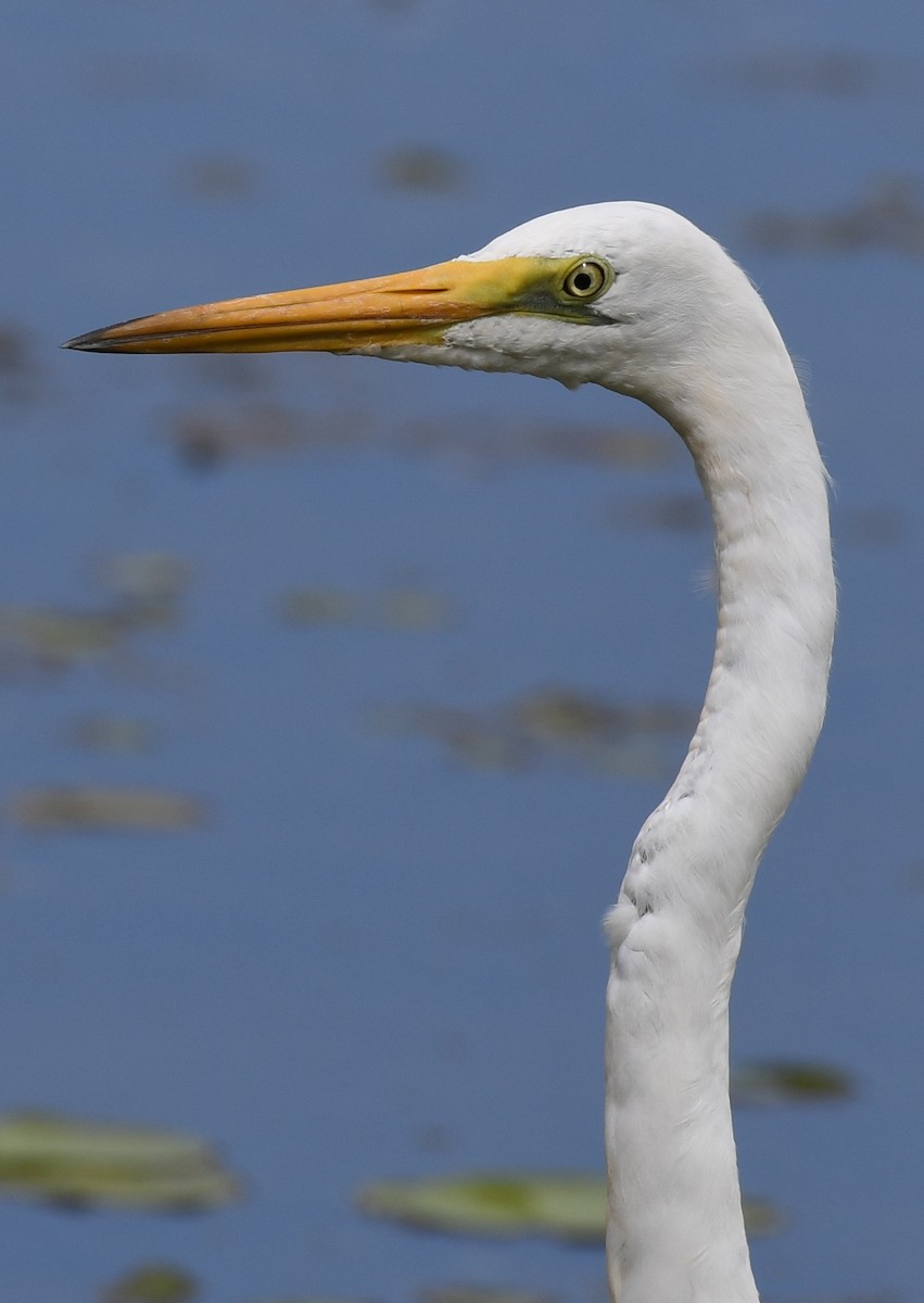 Great Egret - ML48460441