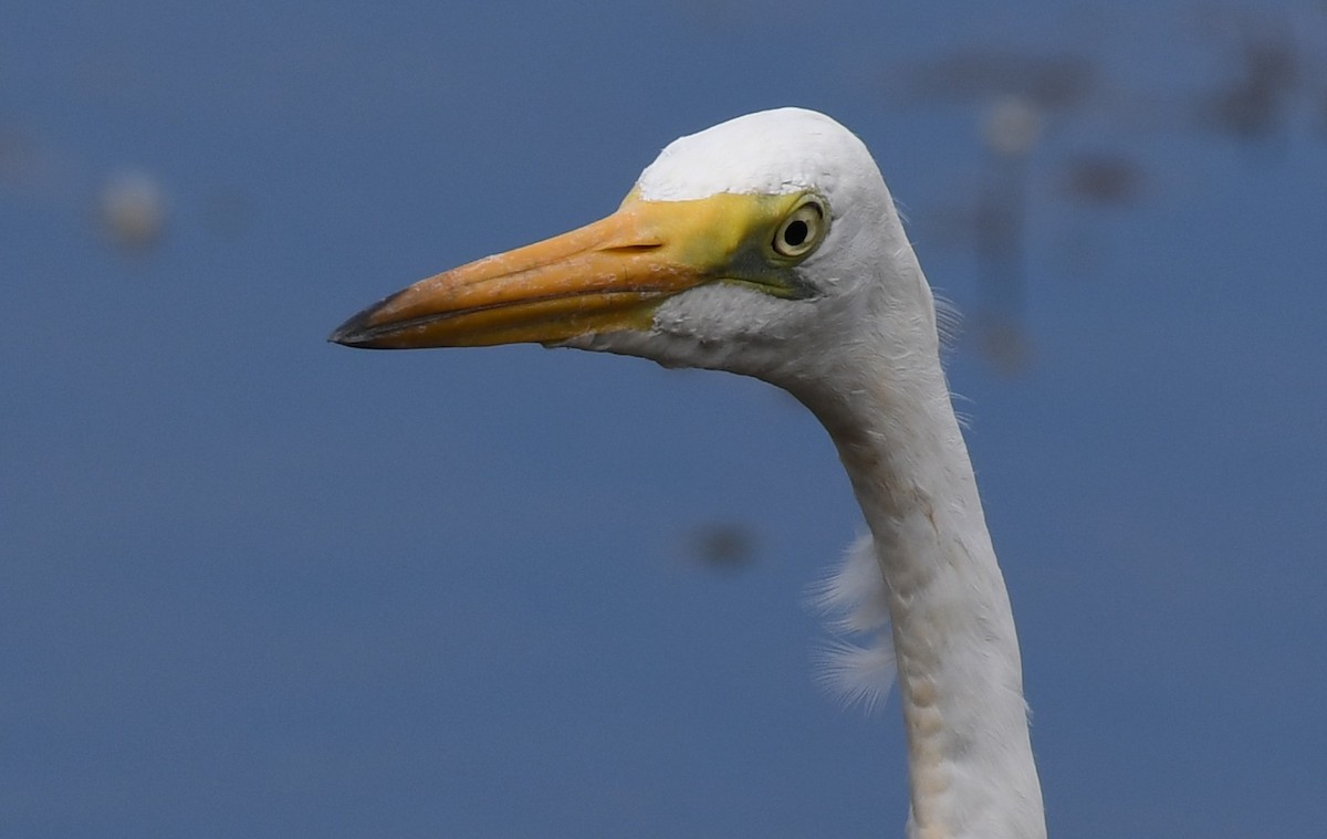 Great Egret - Terence Alexander