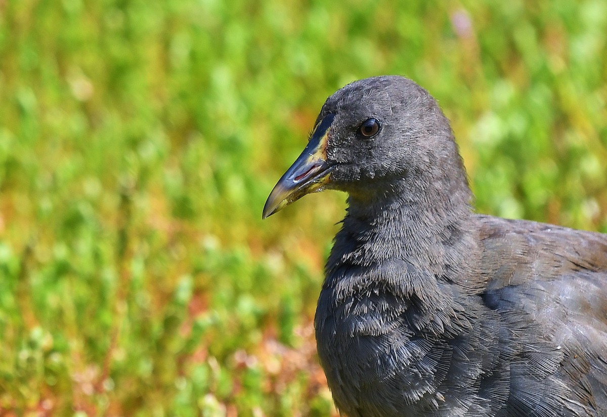 Dusky Moorhen - ML48460521