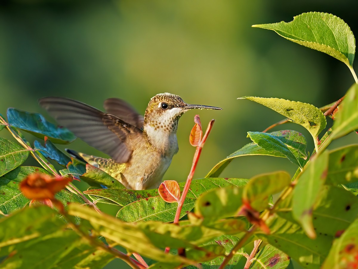 Ruby-throated Hummingbird - ML484605891