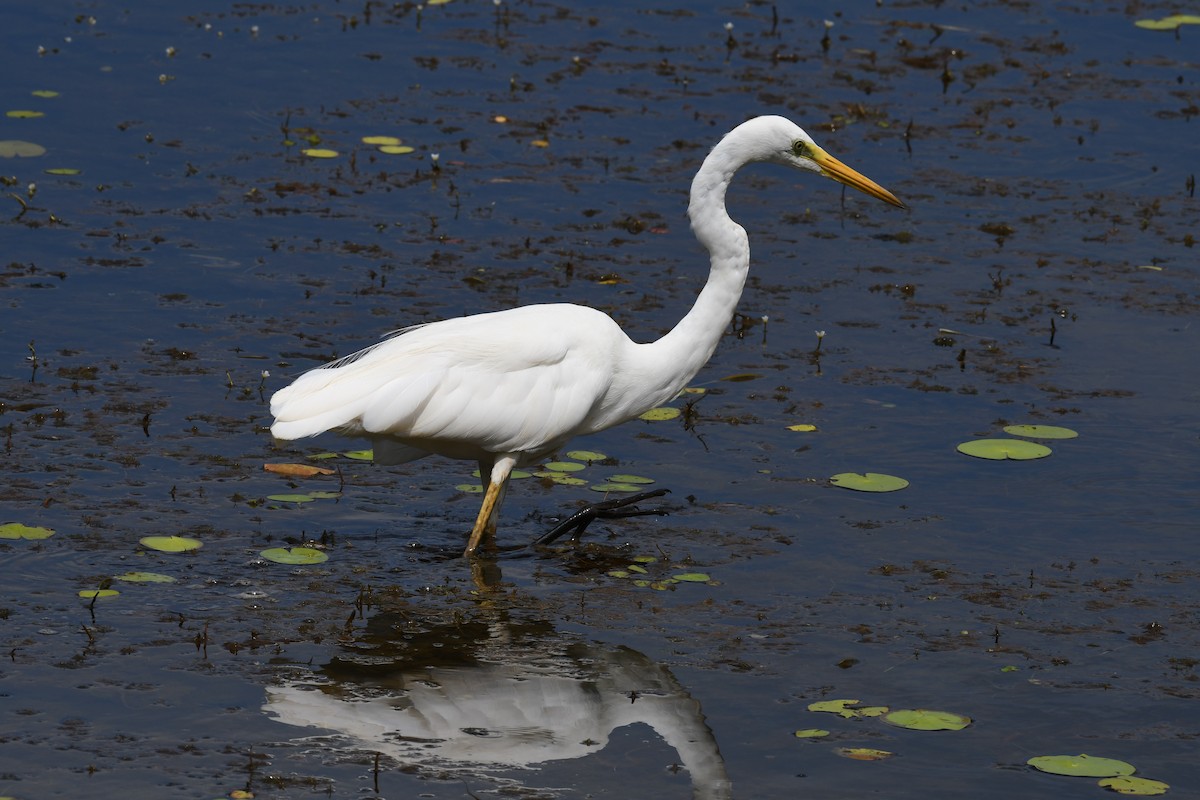 Great Egret - ML48460691