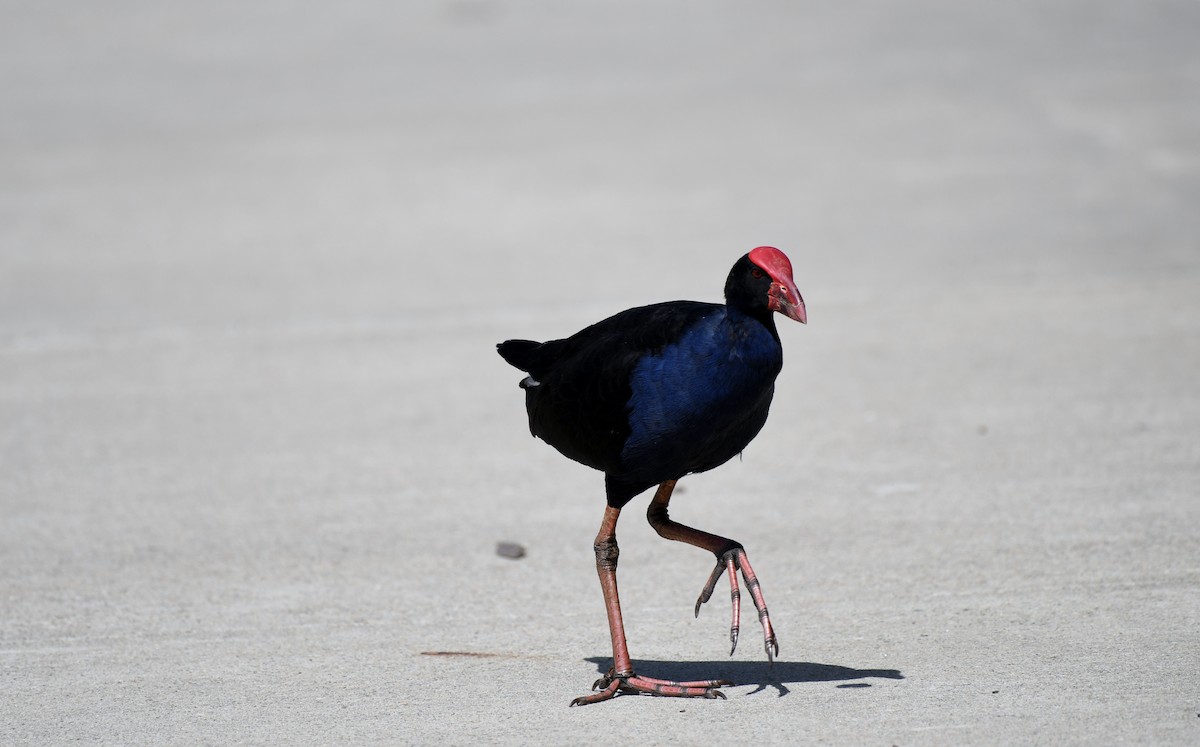 Australasian Swamphen - ML48460701