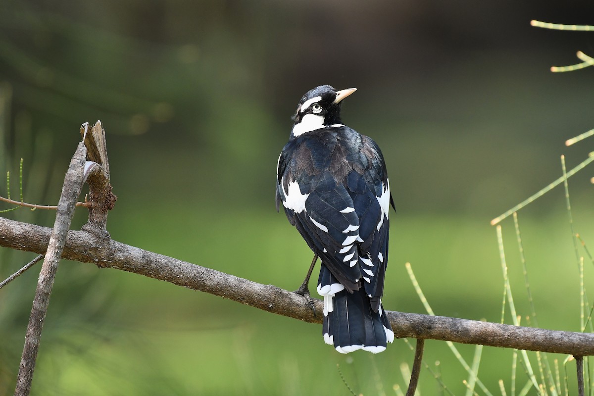 Magpie-lark - ML48460721