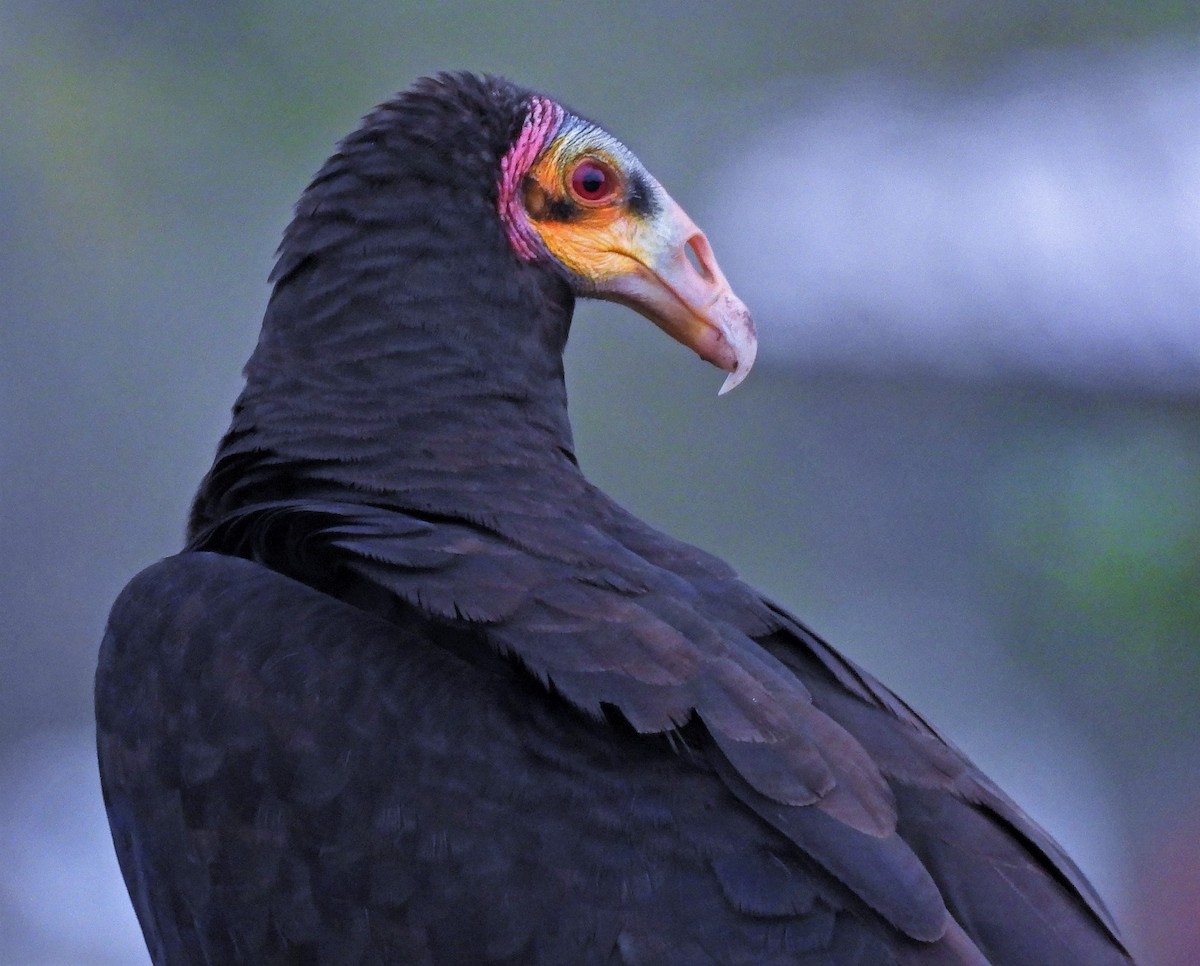 Lesser Yellow-headed Vulture - Hugo Hulsberg