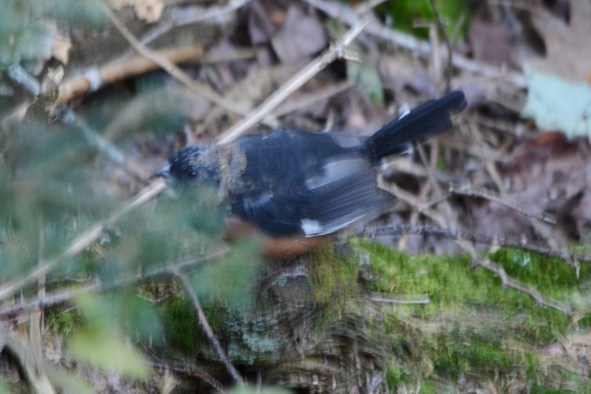 Eastern Towhee - Steve Mierzykowski