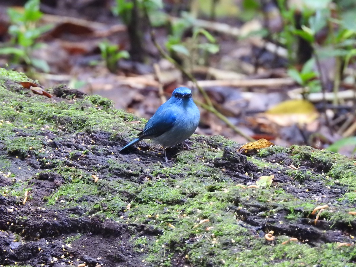 Pale Blue Flycatcher - ML484612071